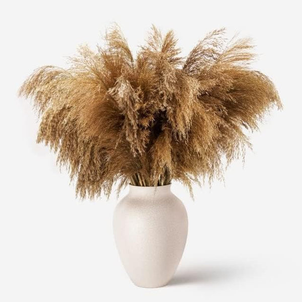 Dried-Pampas-Grass Decor Fluffy-Pompas Floral-50-Stems Small-Pompous-Bulk Natural-Pompus-Grasses-Short Coffee Table Decor