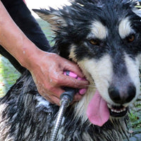 Paw Essentials Handheld Pet Scrub Shower Brush Kit  (2 Color Options)