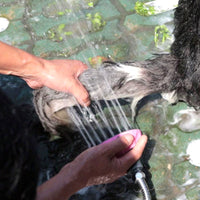 Paw Essentials Handheld Pet Scrub Shower Brush Kit  (2 Color Options)
